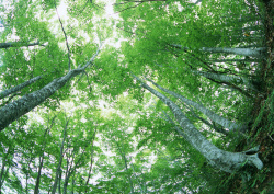 Datacraft Sozaijiten - 134 Forests & Light Falling Through Trees (200xHQ) 08aXuqgm