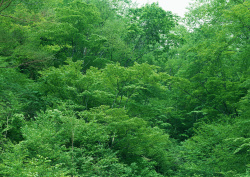 Datacraft Sozaijiten - 134 Forests & Light Falling Through Trees (200xHQ) 19siHdOB