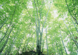 Datacraft Sozaijiten - 134 Forests & Light Falling Through Trees (200xHQ) 82Es7hOX