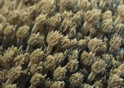 Datacraft Sozaijiten - 035 Corals and Marine Creatures (200xHQ) IwFuoODT