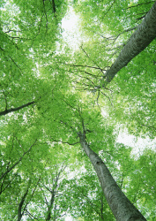 Datacraft Sozaijiten - 134 Forests & Light Falling Through Trees (200xHQ) Ls36vHNW