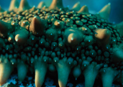 Datacraft Sozaijiten - 035 Corals and Marine Creatures (200xHQ) ONSsjGwC