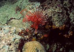 Datacraft Sozaijiten - 035 Corals and Marine Creatures (200xHQ) RbBL7WdY