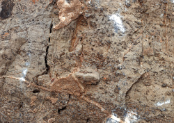 Datacraft Sozaijiten - 011 Fossils (200xHQ) Bb6TLPtA