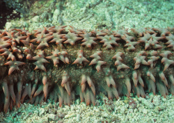 Datacraft Sozaijiten - 035 Corals and Marine Creatures (200xHQ) CCDII2XJ