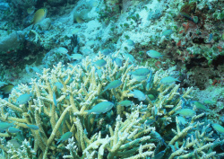 Datacraft Sozaijiten - 035 Corals and Marine Creatures (200xHQ) GBVzUjgY