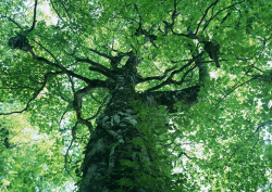 Datacraft Sozaijiten - 134 Forests & Light Falling Through Trees (200xHQ) GUrwpbiL