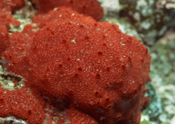 Datacraft Sozaijiten - 035 Corals and Marine Creatures (200xHQ) GuaN4Jsv