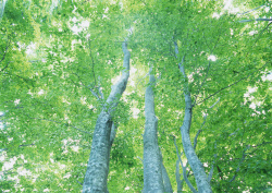 Datacraft Sozaijiten - 134 Forests & Light Falling Through Trees (200xHQ) HHVO52kI
