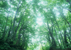 Datacraft Sozaijiten - 134 Forests & Light Falling Through Trees (200xHQ) HliUwN4O