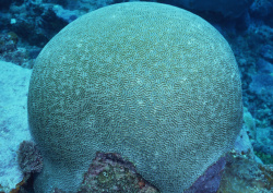 Datacraft Sozaijiten - 035 Corals and Marine Creatures (200xHQ) L11QSYSe