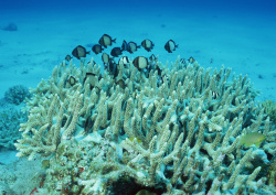 Datacraft Sozaijiten - 035 Corals and Marine Creatures (200xHQ) LxrHIIGe
