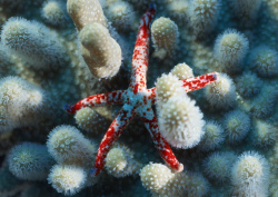 Datacraft Sozaijiten - 035 Corals and Marine Creatures (200xHQ) Nj6W4E35