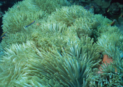 Datacraft Sozaijiten - 035 Corals and Marine Creatures (200xHQ) OkWhsxCG