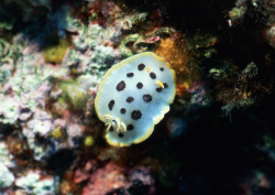 Datacraft Sozaijiten - 035 Corals and Marine Creatures (200xHQ) UbWSbKlH