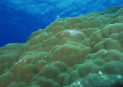 Datacraft Sozaijiten - 035 Corals and Marine Creatures (200xHQ) Y1gJbb5z