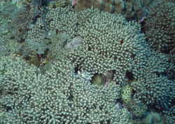 Datacraft Sozaijiten - 035 Corals and Marine Creatures (200xHQ) ZlpGzanh